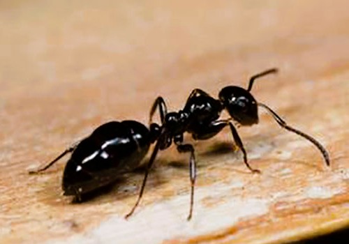 Formica