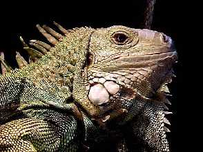 Iguana