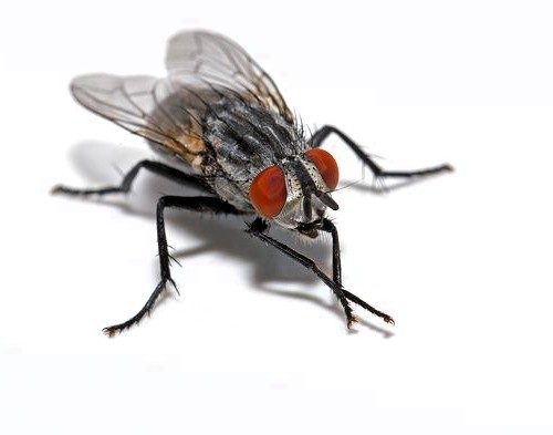 Mosca