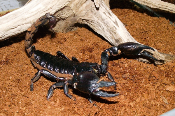 Scorpione
