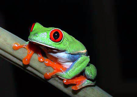 rana agalycnis