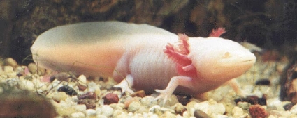 axolotl a