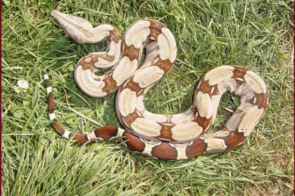 boa