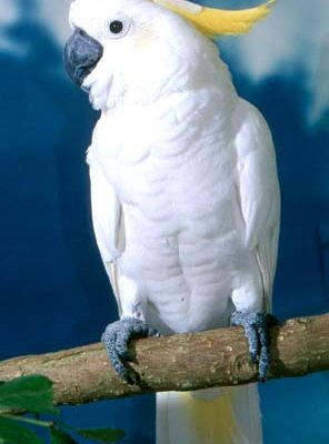 pappagallo cacatua