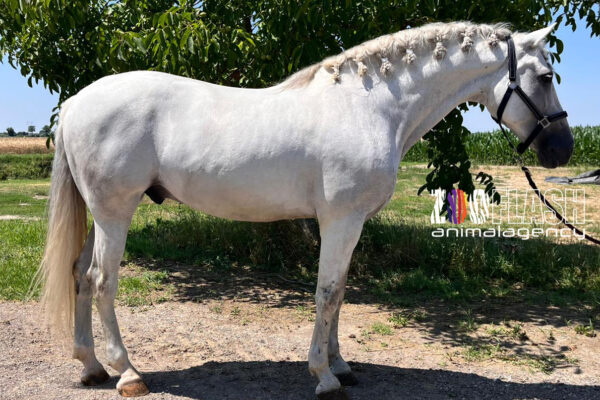 cavallo 1 cavallo 1