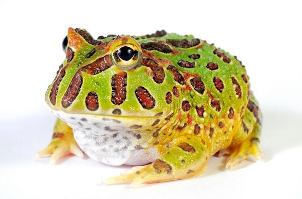 ceratophrys c