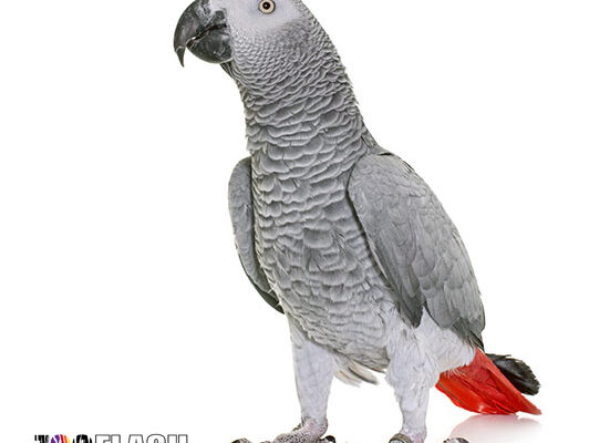 pappagallo cinerino