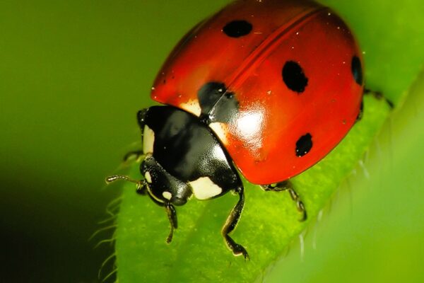 coccinella