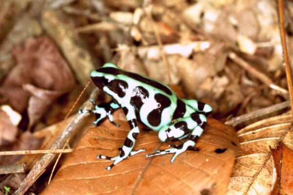 dendrobates auratus