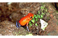 dendrobates pumilio