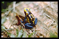 dendrobates tinctorius