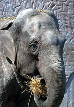 elefante asiatico elefante asiatico