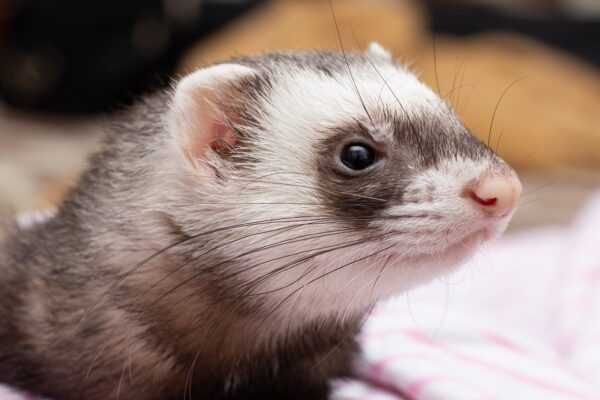 furetto furetto
