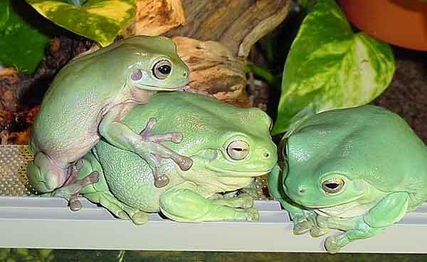 litoria c