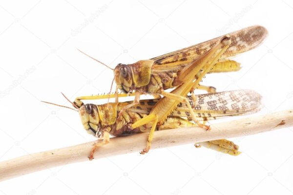locusta