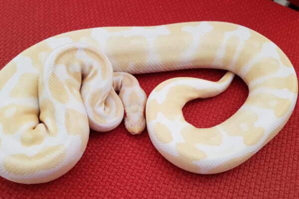 pitone albino
