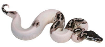 pitone reale pied