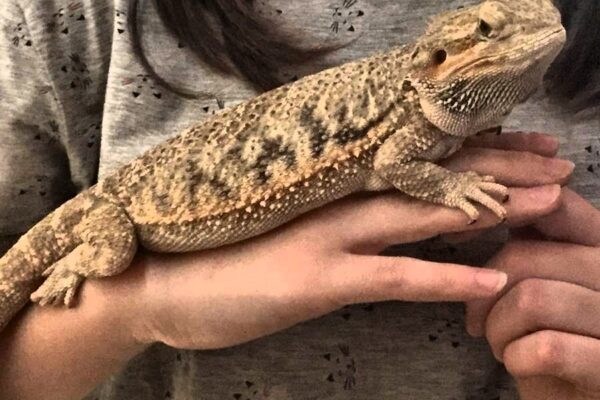 pogona