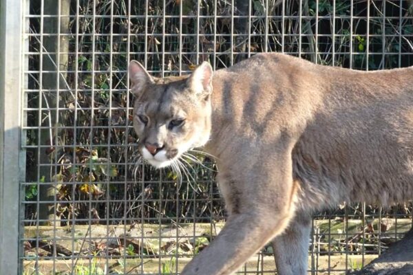 puma