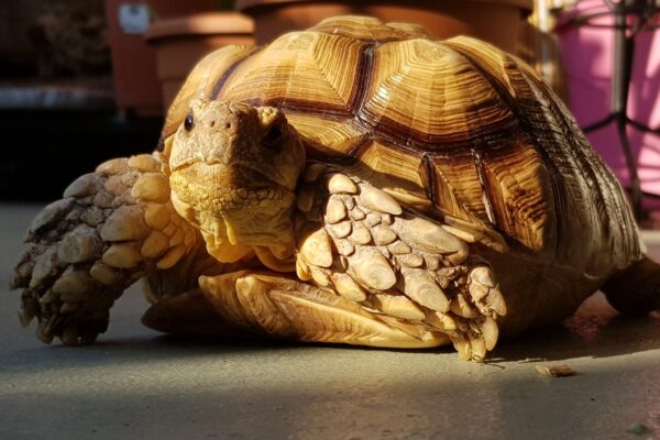 tartaruga sulcata